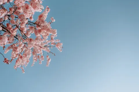 Papel de parede Flor de cerejeira 4K · nature · 3840×2560