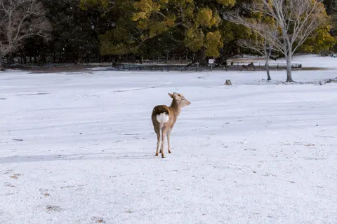 Kardaki Geyik 4K Duvar Kağıdı · animals · 3840×2560