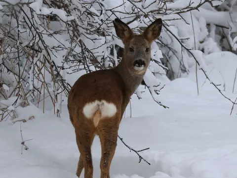 雪中的鹿 4K壁纸 · animals · 3840×2892