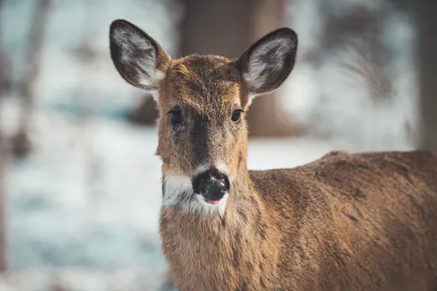 Kardaki Geyik 4K Duvar Kağıdı · animals · 3840×2560