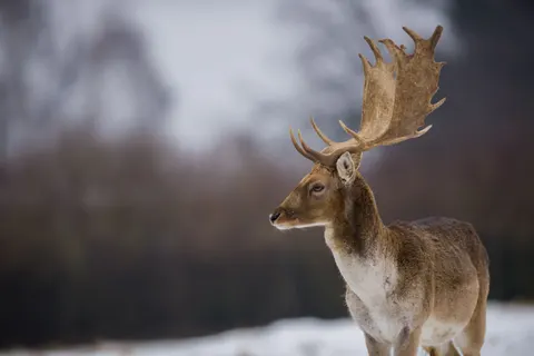 Kardaki Geyik 4K Duvar Kağıdı · animals · 3840×2563