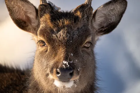 Kardaki Geyik 4K Duvar Kağıdı · animals · 3840×2560