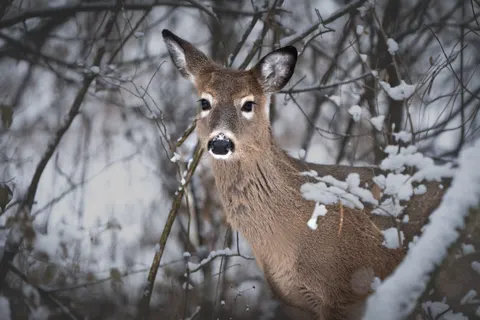 Papel de parede Cervo na Neve 4K · animals · 3840×2560