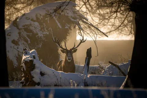 Papel de parede Cervo na Neve 4K · animals · 3840×2560