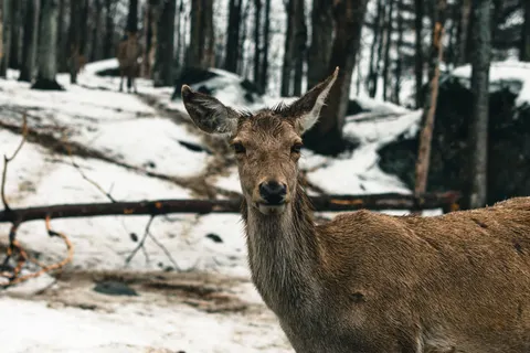 雪中的鹿 4K壁纸 · animals · 3840×2560