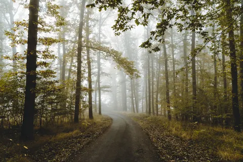 Foggy Forest 4K Wallpaper · nature · 3840×2560