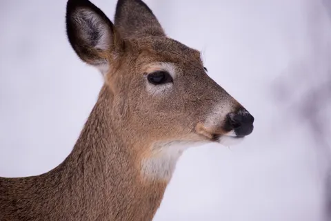 Papel de parede Cervo na Neve 4K · animals · 3840×2563