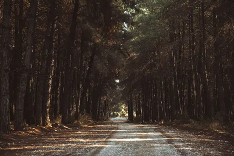 가을 숲 4K 배경화면 · nature · 3840×2561