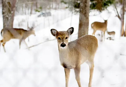 雪中的鹿 4K壁纸 · animals · 3840×2657