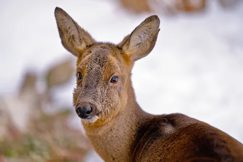 बर्फ में हिरण 4K वॉलपेपर · animals · 3840×2558