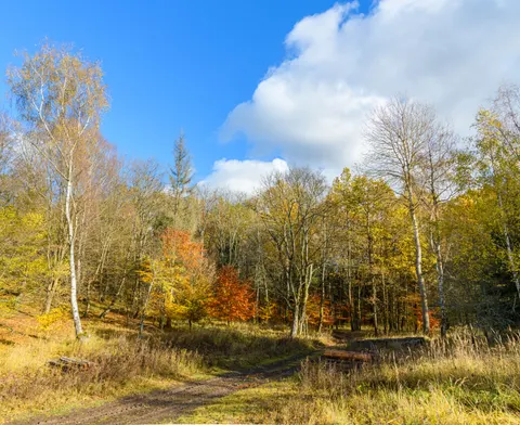 Fondo de pantalla Bosque de otoño 4K · nature · 3840×3137