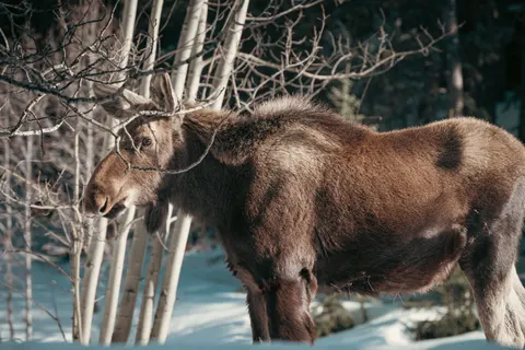 बर्फ में हिरण 4K वॉलपेपर · animals · 3840×2560