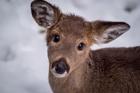 Kardaki Geyik 4K Duvar Kağıdı · animals · 3840×2563