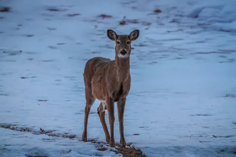 Papel de parede Cervo na Neve 4K · animals · 3840×2560