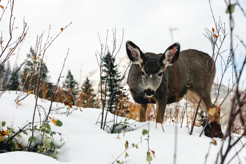 雪中的鹿 4K壁纸 · animals · 3840×2561