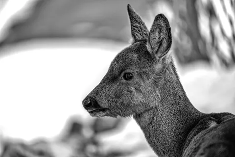 बर्फ में हिरण 4K वॉलपेपर · animals · 3840×2558