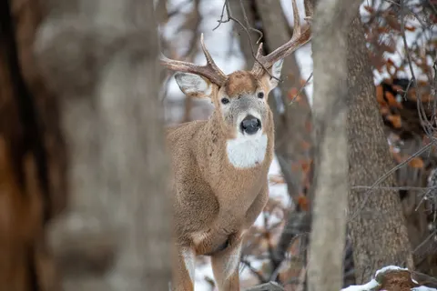Kardaki Geyik 4K Duvar Kağıdı · animals · 3840×2560