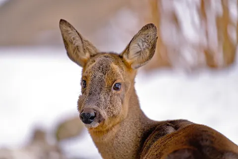 बर्फ में हिरण 4K वॉलपेपर · animals · 3840×2558