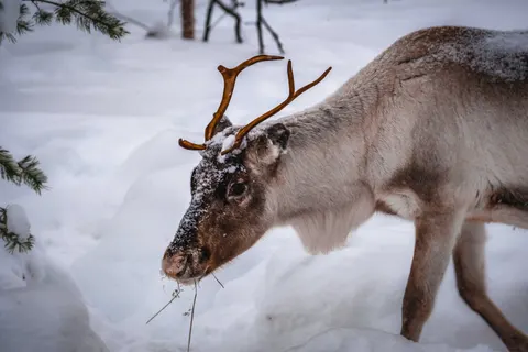 Papel de parede Cervo na Neve 4K · animals · 3840×2560