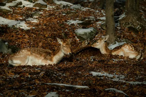 Papel de parede Cervo na Neve 4K · animals · 3840×2560