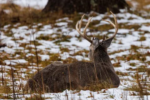 Papel de parede Cervo na Neve 4K · animals · 3840×2561
