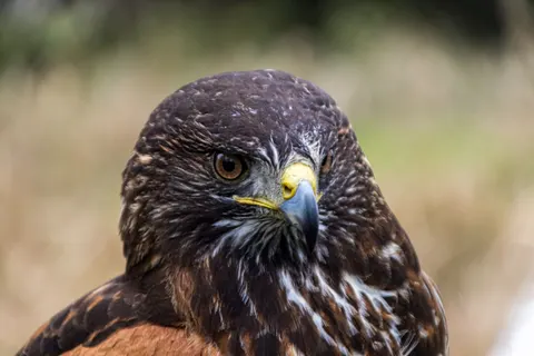 Falke 4K Hintergrundbild · animals · 3840×2560