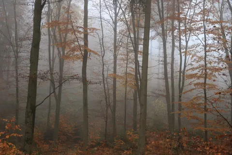 Foggy Forest 4K Wallpaper · nature · 3840×2560