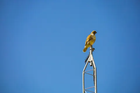 Falke 4K Hintergrundbild · animals · 3840×2560