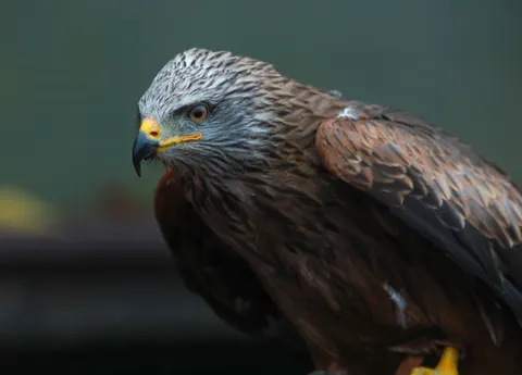 Şahin 4K Duvar Kağıdı · animals · 3840×2757