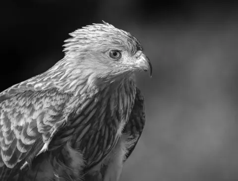 Hình nền Diều Hâu 4K · animals · 3840×2932