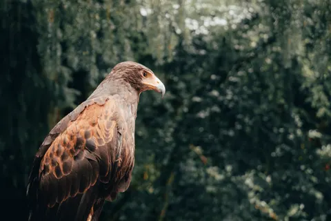 Hawk 4K Wallpaper · animals · 3840×2560