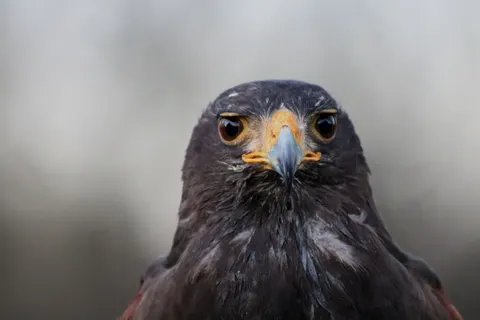 Şahin 4K Duvar Kağıdı · animals · 3840×2560