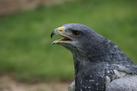 Wallpaper Elang Alap 4K · animals · 3840×2560