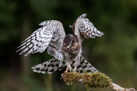 Hình nền Diều Hâu 4K · animals · 3840×2560