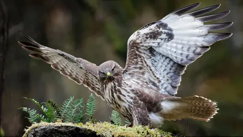 Hình nền Diều Hâu 4K · animals · 3840×2160