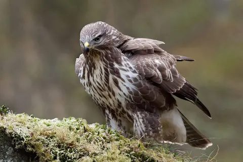 बाज़ 4K वॉलपेपर · animals · 3840×2560