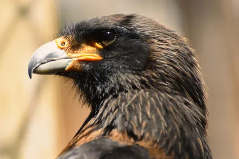 Papel de parede Falcão 4K · animals · 3840×2560