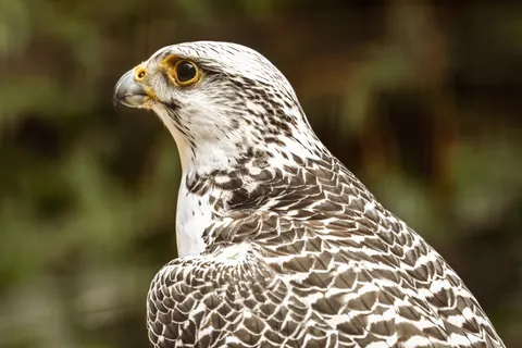 Şahin 4K Duvar Kağıdı · animals · 3840×2560