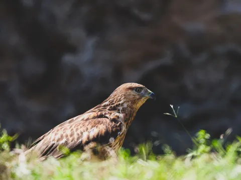 Hình nền Diều Hâu 4K · animals · 3840×2880
