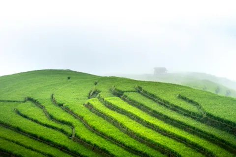 Rice Terraces 4K Wallpaper · nature · 3840×2561