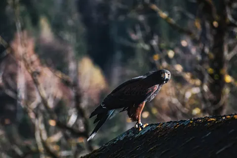 Fondo de pantalla Halcón 4K · animals · 3840×2560