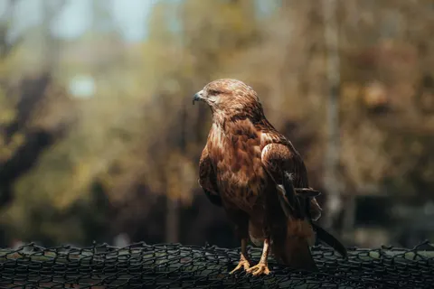 Fondo de pantalla Halcón 4K · animals · 3840×2560