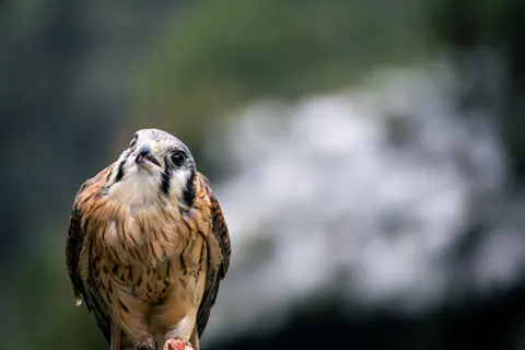 बाज़ 4K वॉलपेपर · animals · 3840×2560