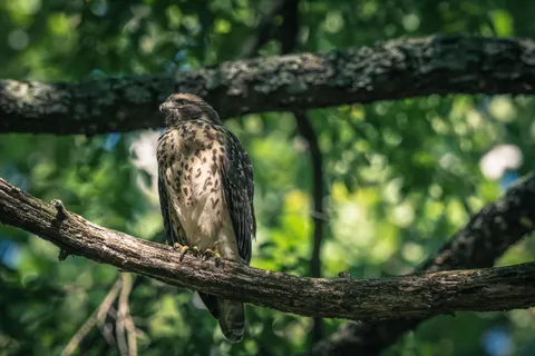 Wallpaper Elang Alap 4K · animals · 3840×2563