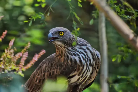 Wallpaper Elang Alap 4K · animals · 3840×2560