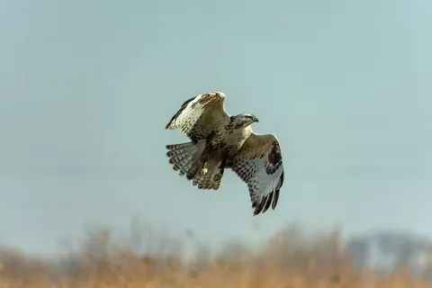 خلفية صقر بدقة 4K · animals · 3840×2560