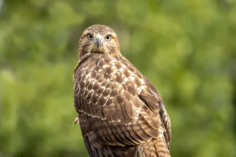 Falke 4K Hintergrundbild · animals · 3840×2561