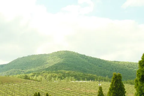 초록 언덕 4K 배경화면 · nature · 3840×2560
