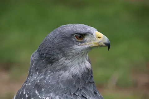 Şahin 4K Duvar Kağıdı · animals · 3840×2560