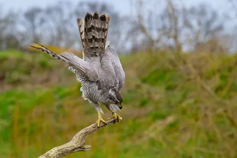 Şahin 4K Duvar Kağıdı · animals · 3840×2560
